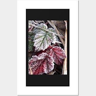 Peaceful Frosty Holiday Leaves Posters and Art